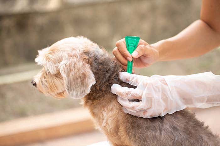 Applying Flea Prevention On Dog