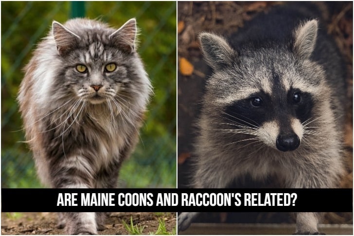 Maine Coons Are Not Related To Raccoons