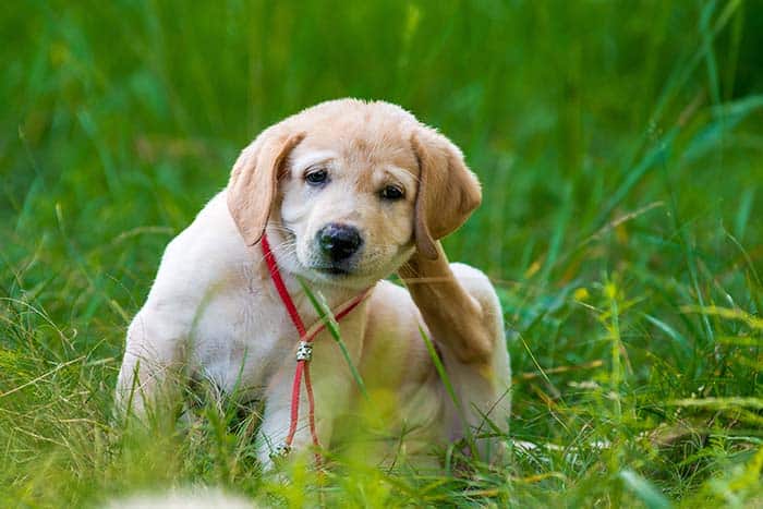 How To Know If A Puppy Dog Has Fleas: Tell Tail Signs