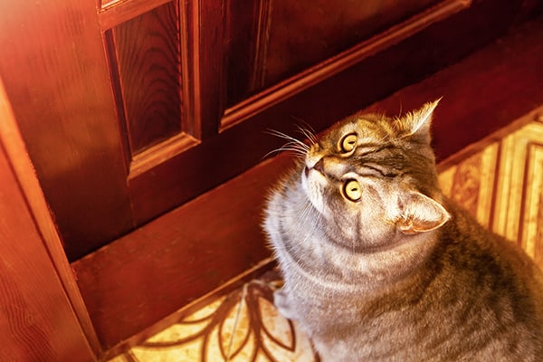 A gray tabby British Shorthair cat sits outside closed bedroom door