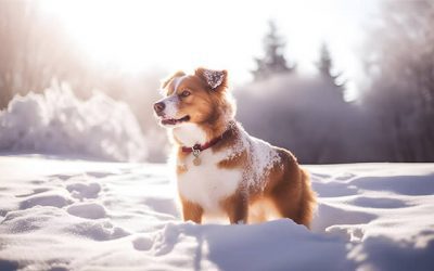 How Cold Is Too Cold For My Dog To Go Outside In Winter?