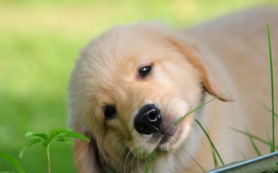 Stages Of Puppy Development: What To Expect At 4 Months
