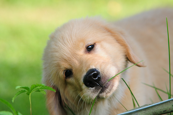 Stages Of Puppy Development: What To Expect At 4 Months