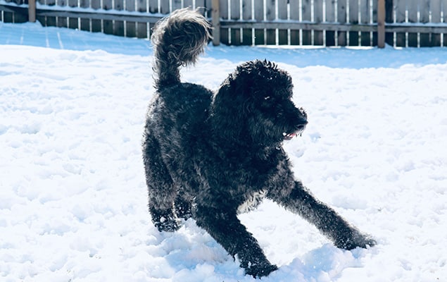 Black goldendoodle playing in the snow