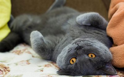 The Reasons Cats Lay On Their Backs Belly Up