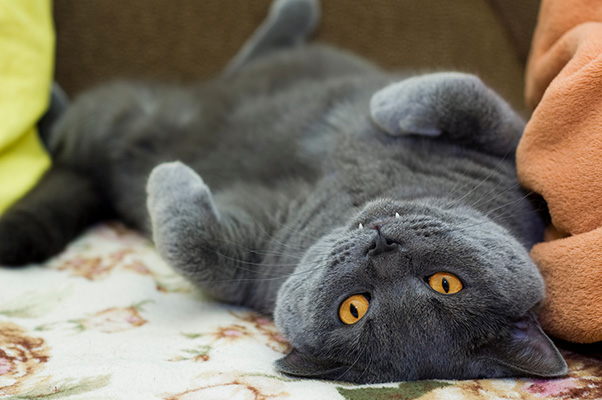 British cat upside down on blankets