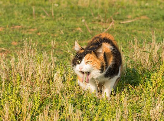 Calico cat vomiting after eating grass likely trying to get rid of hair balls