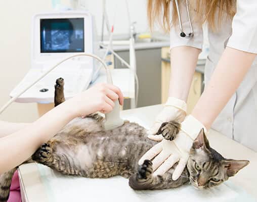 Cat Having Ultrasound Scan At Vets