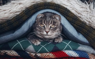 Cold Versus Hot: What Is The Ideal Temperature For Cats?