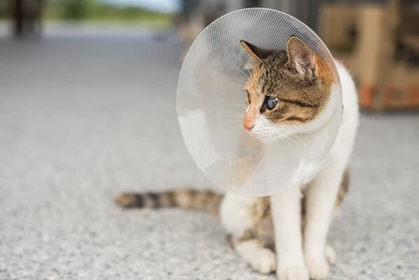 Cat post surgery with cone around her neck