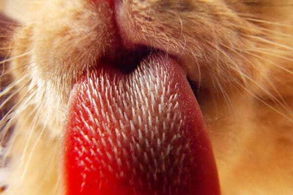 Cat tongue licking camera lens