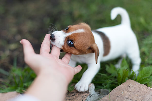 Puppy Biting: How To Stop Puppies When They Bite