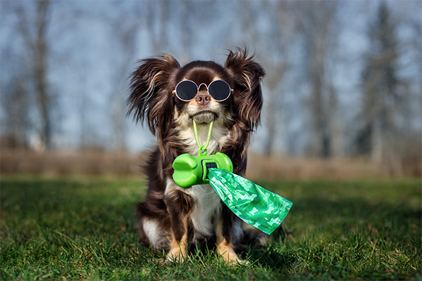 Chihuahua dog in glasses holding poo bag in her mouth