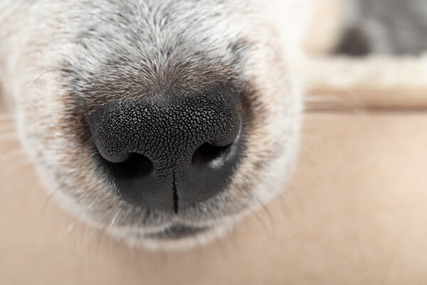Close up of black puppy nose while sleeping in a dog bed