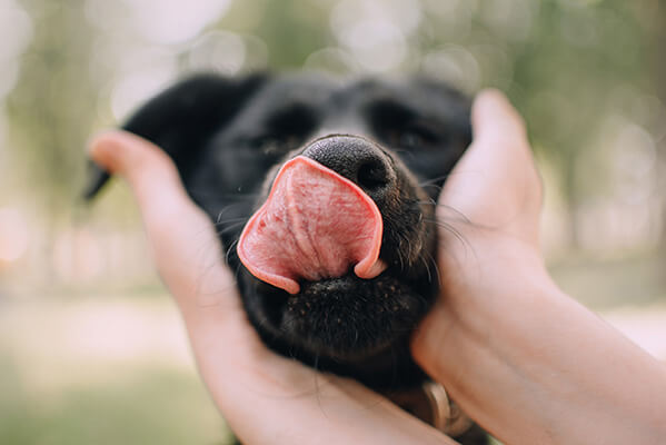Close up shot of a dog licking nose outdoors