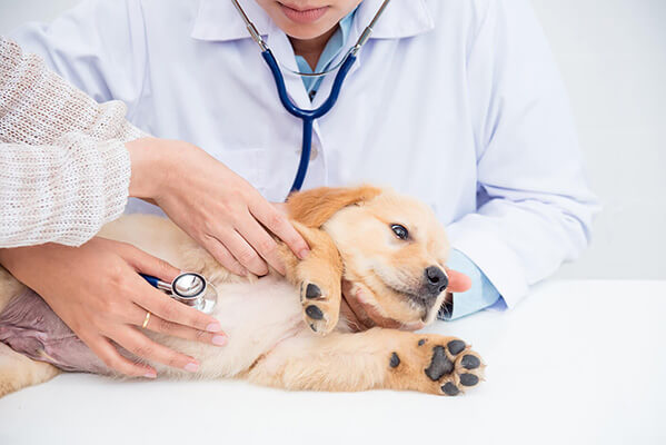 Closeup shot of veterinarian hands checking dog by stethoscope in vet clinic