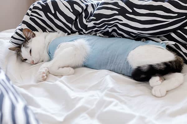 Cute cat after spaying sleeping on bed in home