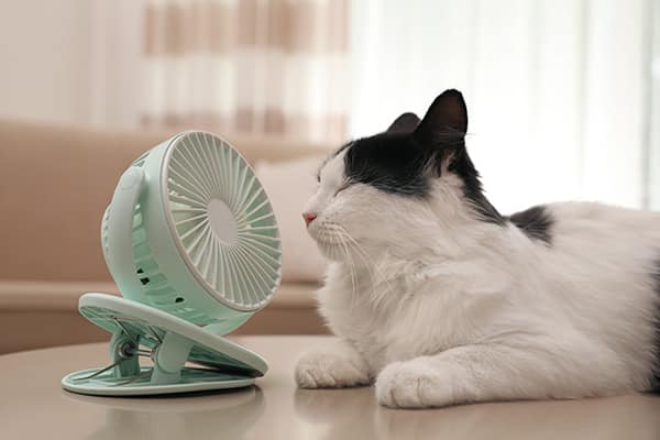 Cute fluffy cat enjoying air flow from fan on table indoors to beat the Summer heat