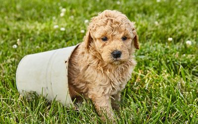 Breed Size: How Big Is A Full Grown Goldendoodle?