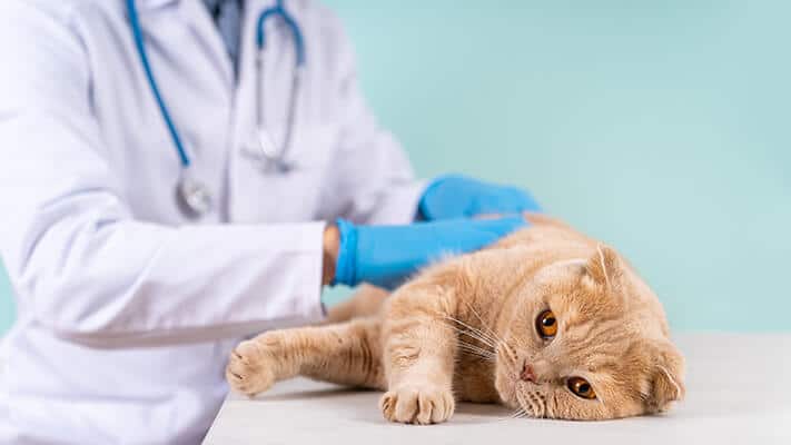 Cute scottish fold cat being examined by a pet doctor