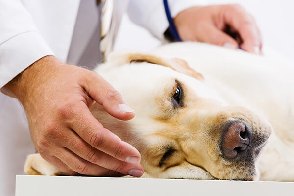 Dog at veterinarian getting examined