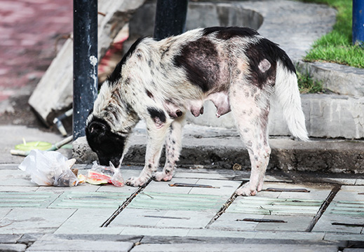 Dog eating trash on the street