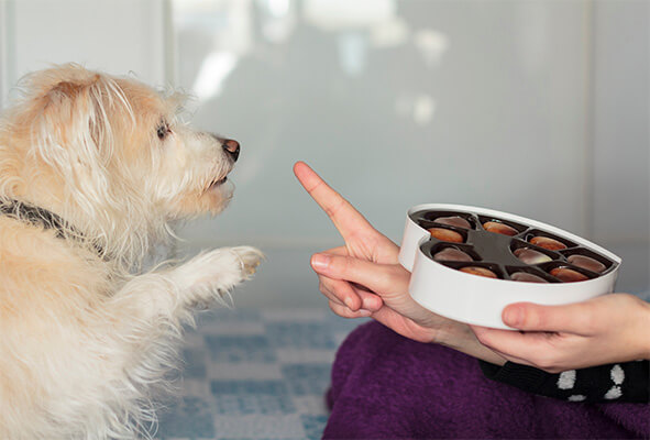 Dog giving paw asking for chocolate and owner saying no