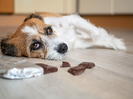 Dog laying next to eaten chocolate looking sick