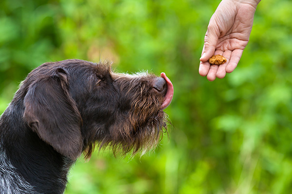 Dog licks his lips at the sight of treats