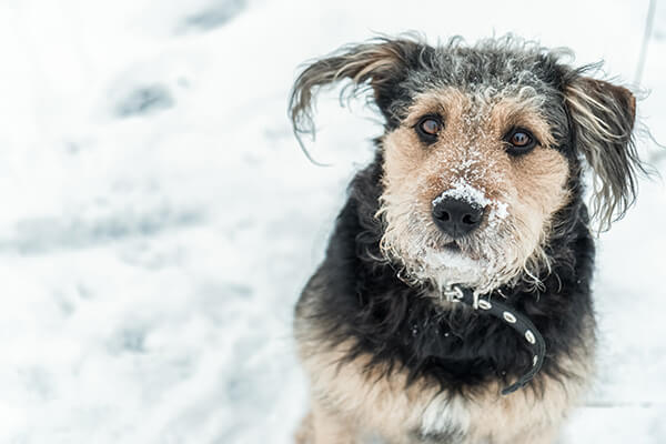 Dog looking funny with snow over nose in winter