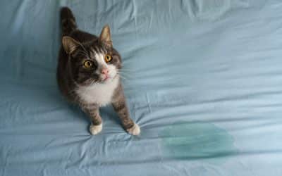 How To Clean Cat Pee Off My Bed