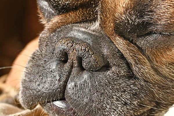 Dry brachycephalic dog nose with narrow nostrils of a French Bulldog