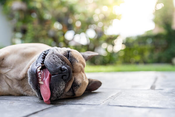 French bulldog with heat stroke symptoms lying on the ground