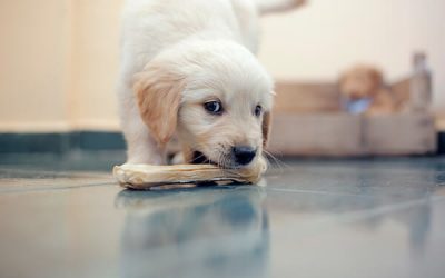 What Is A Safe Age To Give My Puppy Bones To Chew On?