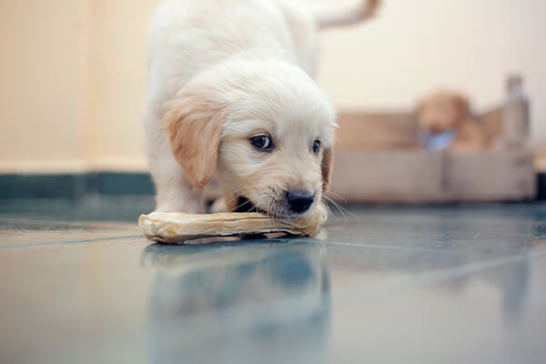 What Is A Safe Age To Give My Puppy Bones To Chew On?