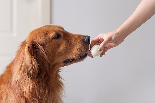 Hand holding a hard boiled egg in hand to golden retriever
