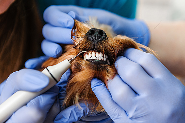 Hardware cleaning tartar on teeth of dog during dental procedure at the veterinarian