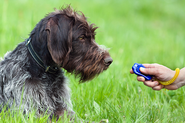 Hunting dog and hand with clicker