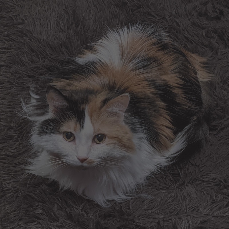 Josie calico cat sitting on a brown rug