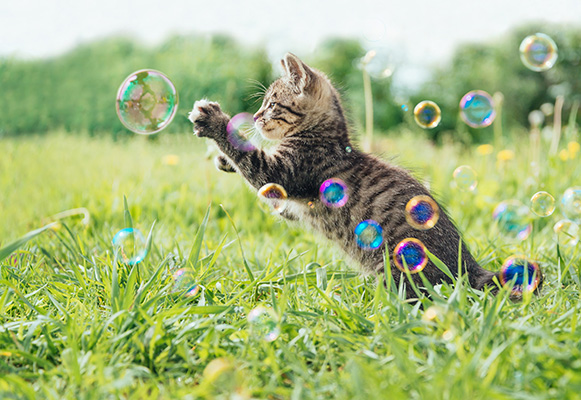 Kitten playing with soap bubbles in the yard