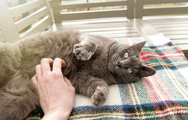 Large Shorthaired Gray Cat Relaxing Outside on Patio Furniture While Getting Belly Rubs from Human
