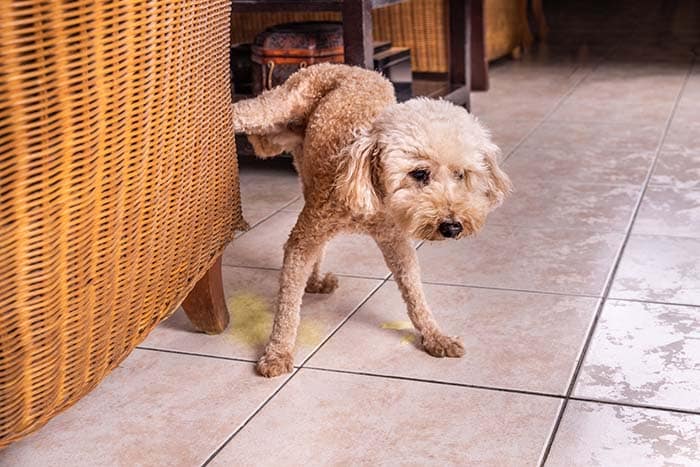 Male poodle pet dog pee urinate inside home onto furniture to mark territory.