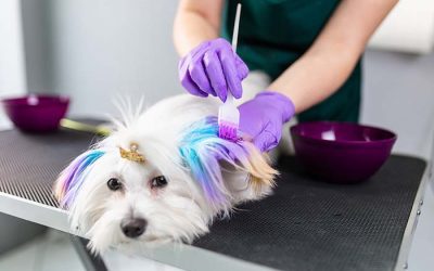 Dog Fur Dye: Are Hair Dyes Safe To Use For Your Pet