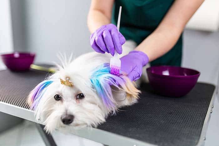 Maltese dog at grooming salon. Groomer dyeing dog's hair