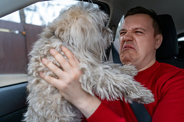 Man with cringing squeamish grimace on his face holds fluffy Chinese crested dog in front of him at arms length