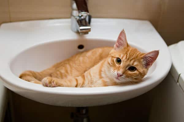 Orange cat laying in bathroom sink