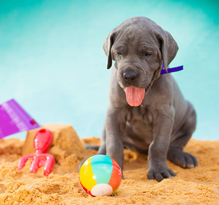 Panting puppy on the beach with beach toys