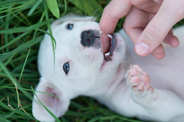 Playful cute dog teething