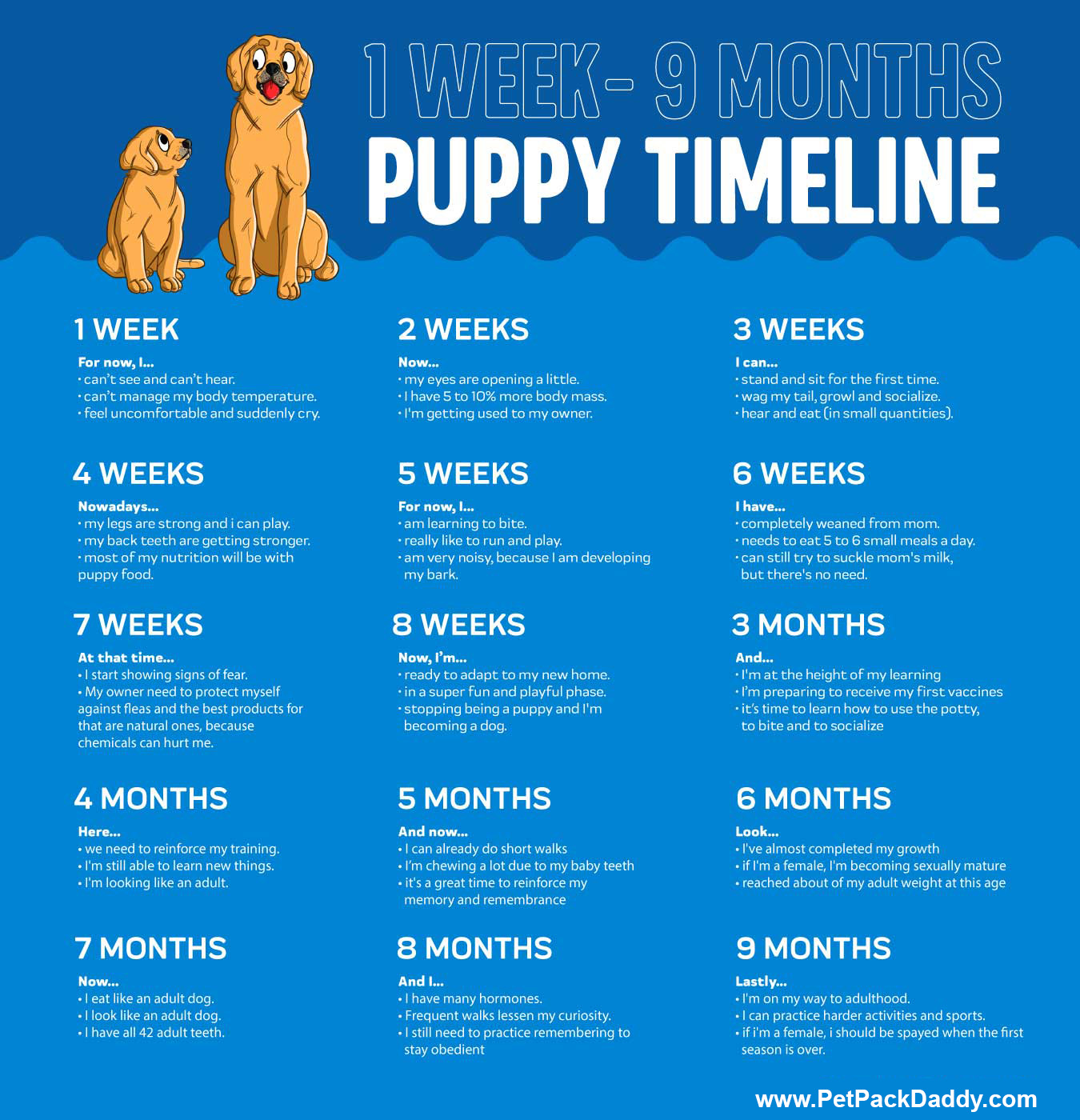 Puppy Growth Chart for the first 9 months Infographic 
