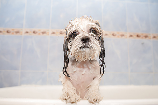 Shih tzu puppy taking a bubble bath